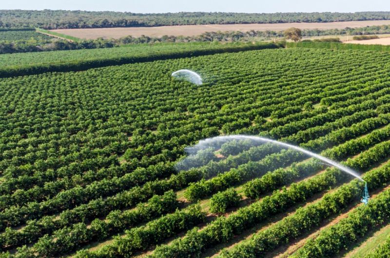 Maximizing Crop Yield: Strategies for a Bountiful Harvest