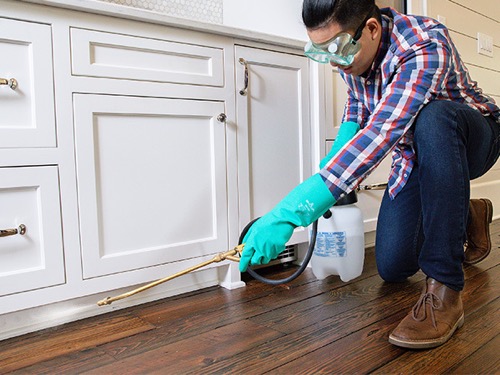 Pest Control Tips: Eliminate Pests With These Expert Tricks